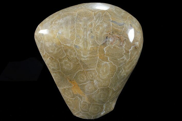 Free-Standing Polished Fossil Coral (Actinocyathus) Display #69358